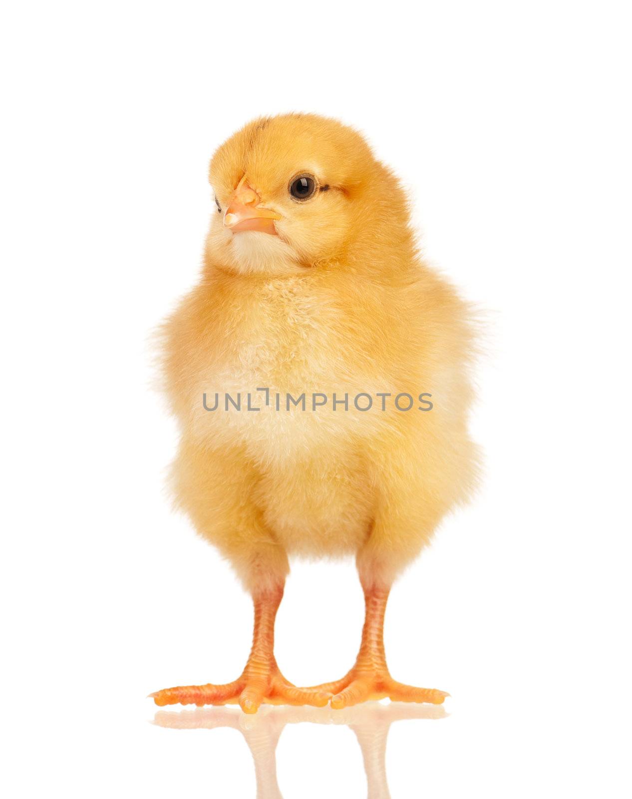 Cute little chicken isolated on white background