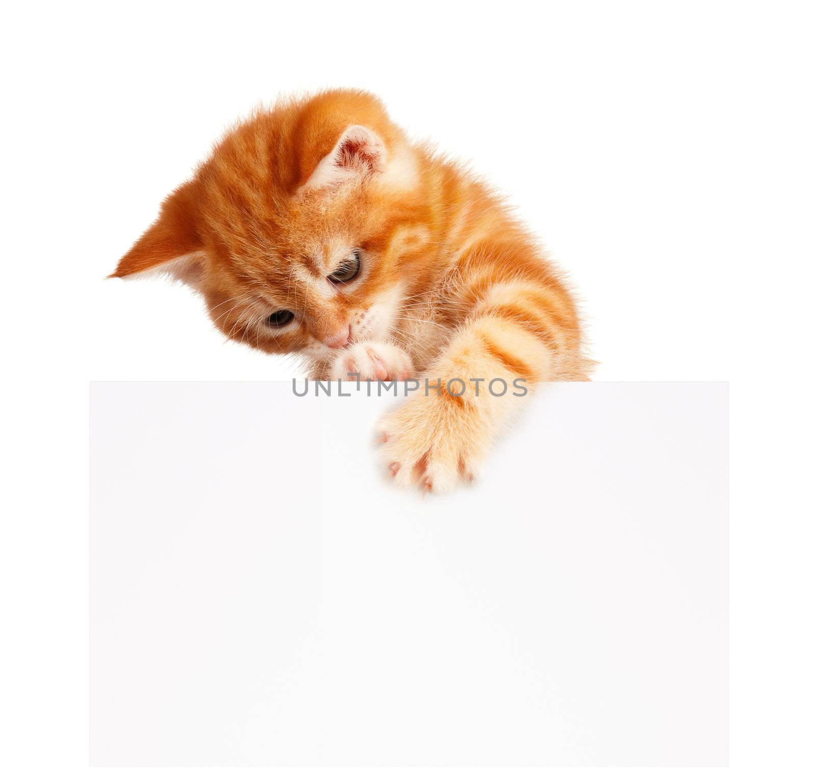 Cute little red kitten with empty board isolated on white background