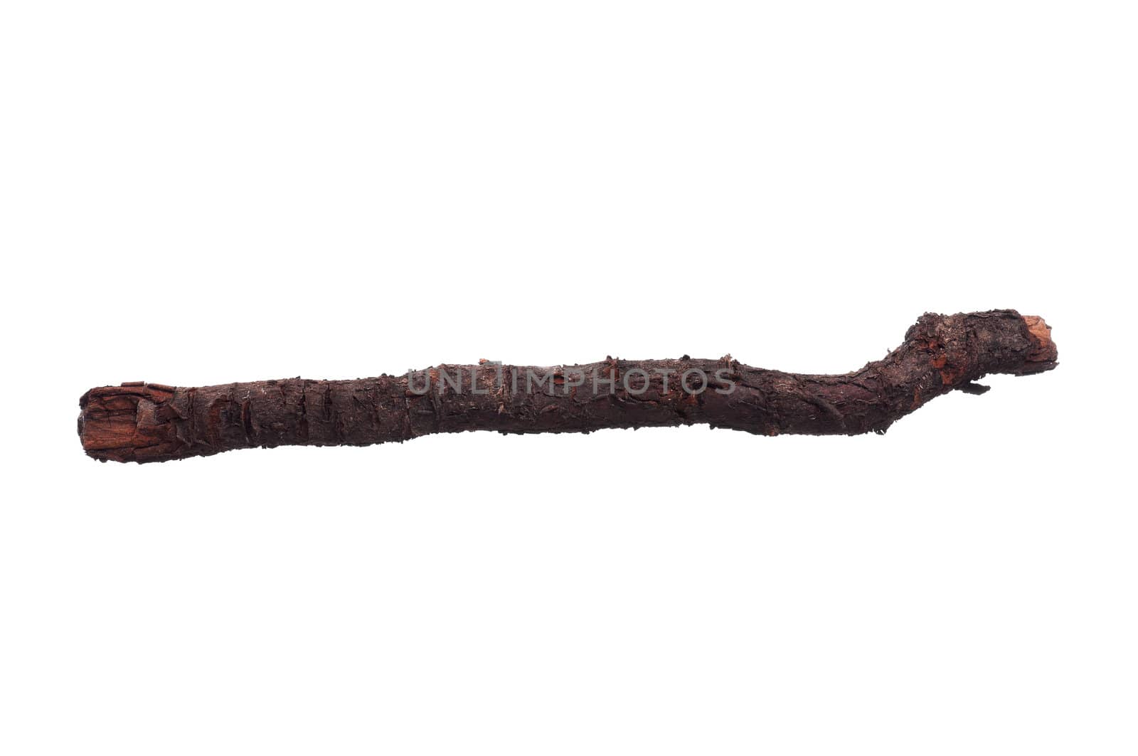 Single dry tree branch - isolated on white background