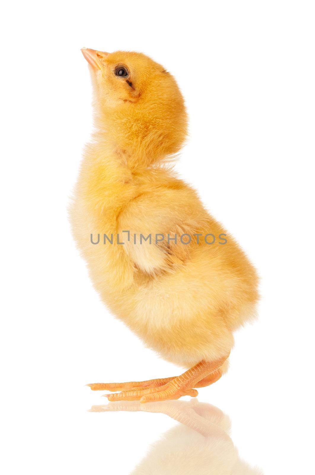 Cute little chicken isolated on white background