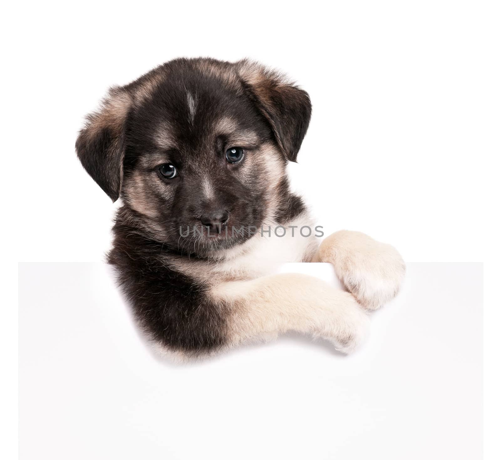 Cute puppy of 1,5 months old with empty board on a white background