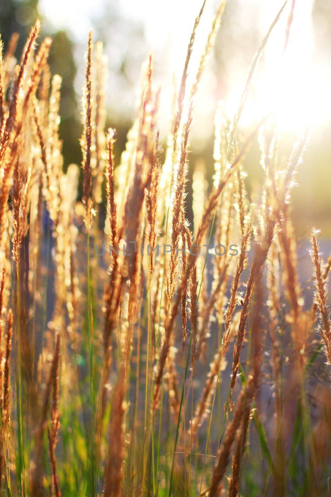 Spikes of grass against the setting sun