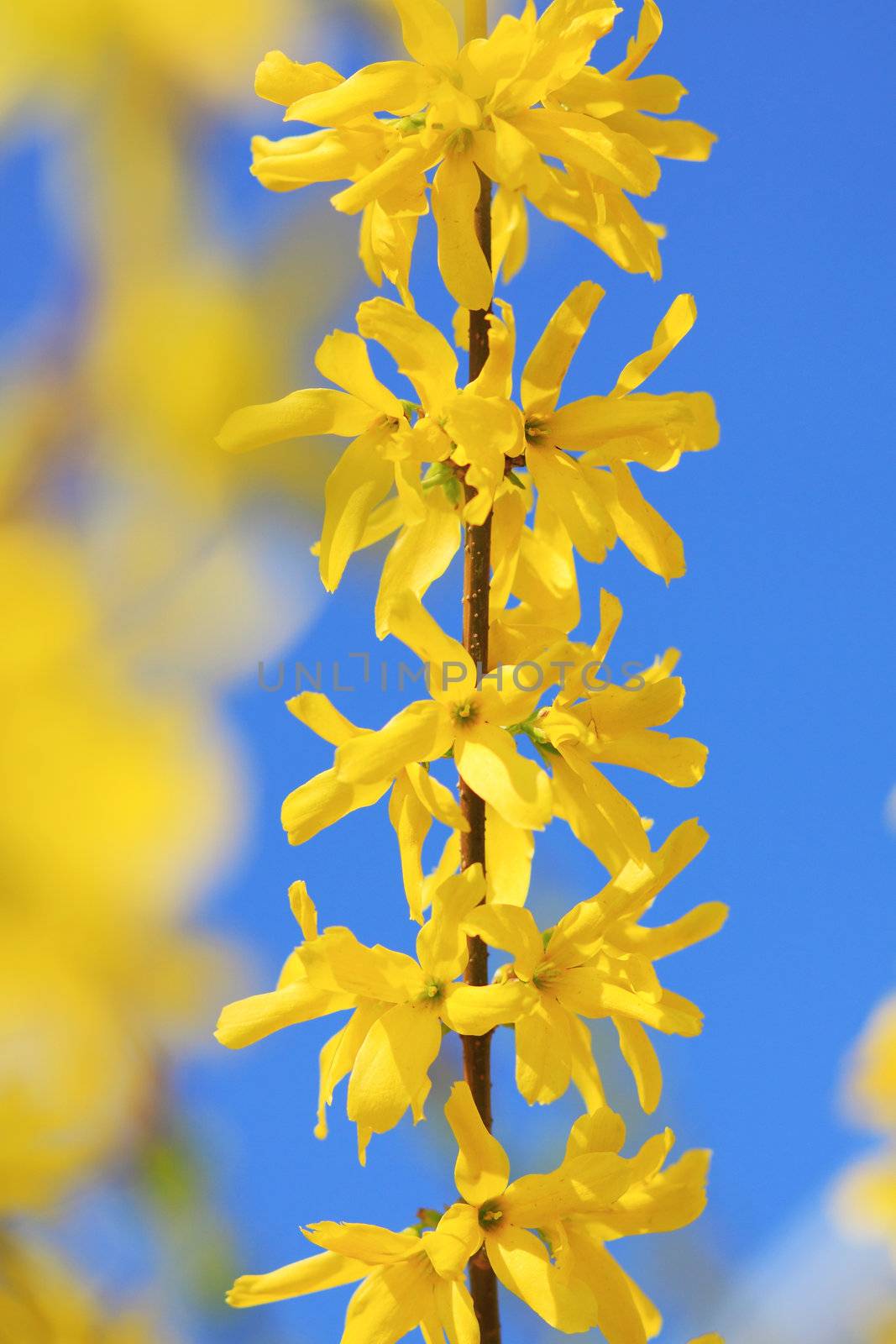 Forsythia flowering branch on a blue sky