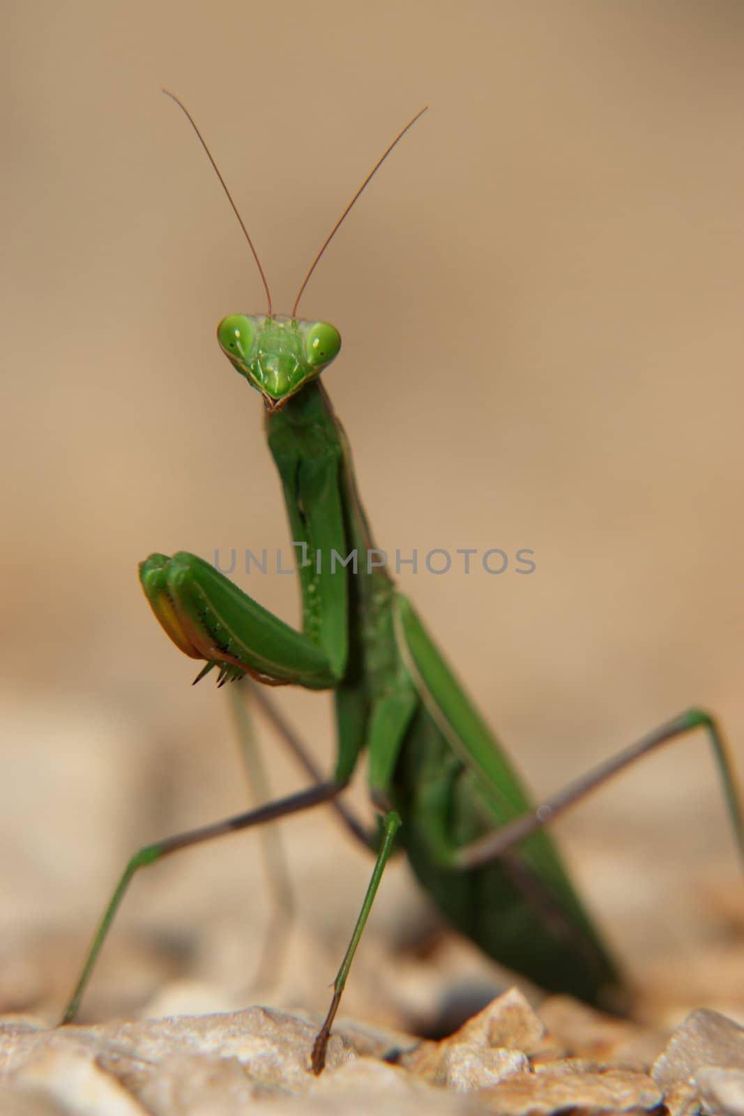 close-up of a praying mantis. close-up of a praying mantis.