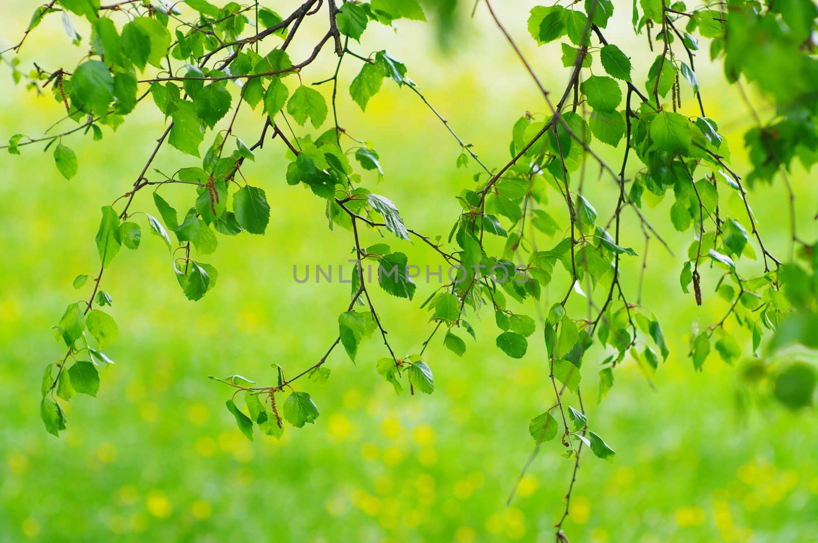 green leaves foliage at springtime outside in the nature