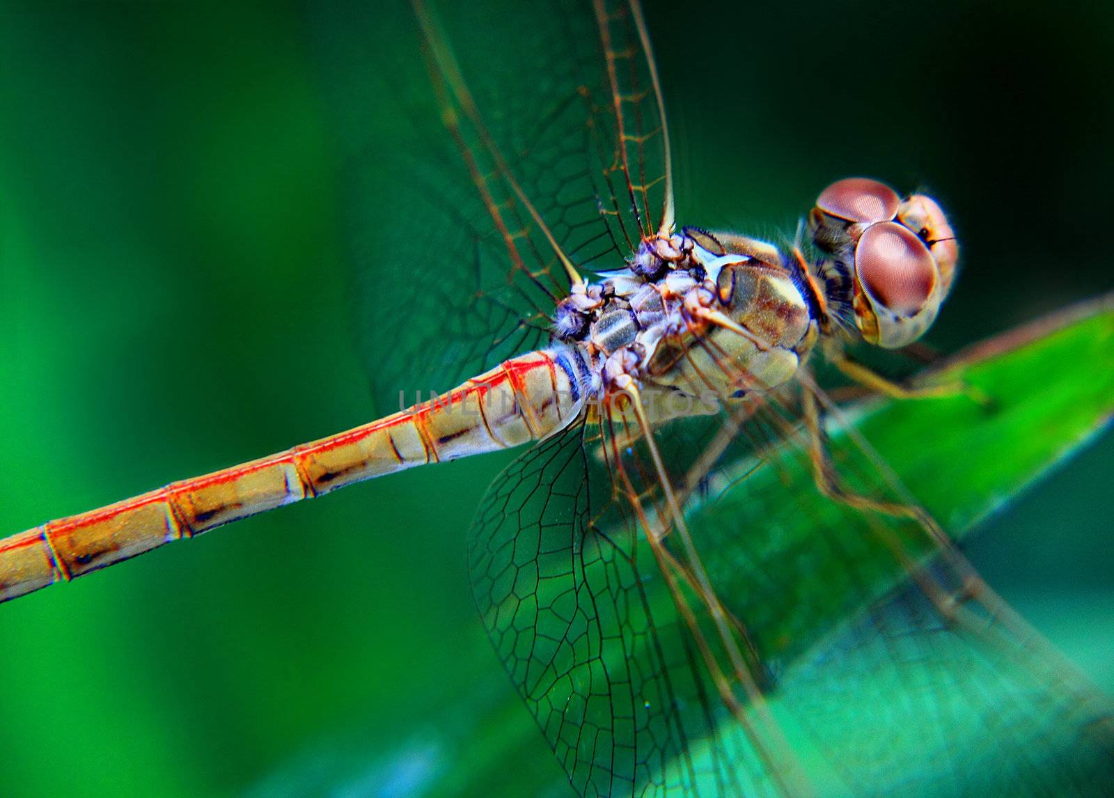 Dragonfly by selinsmo