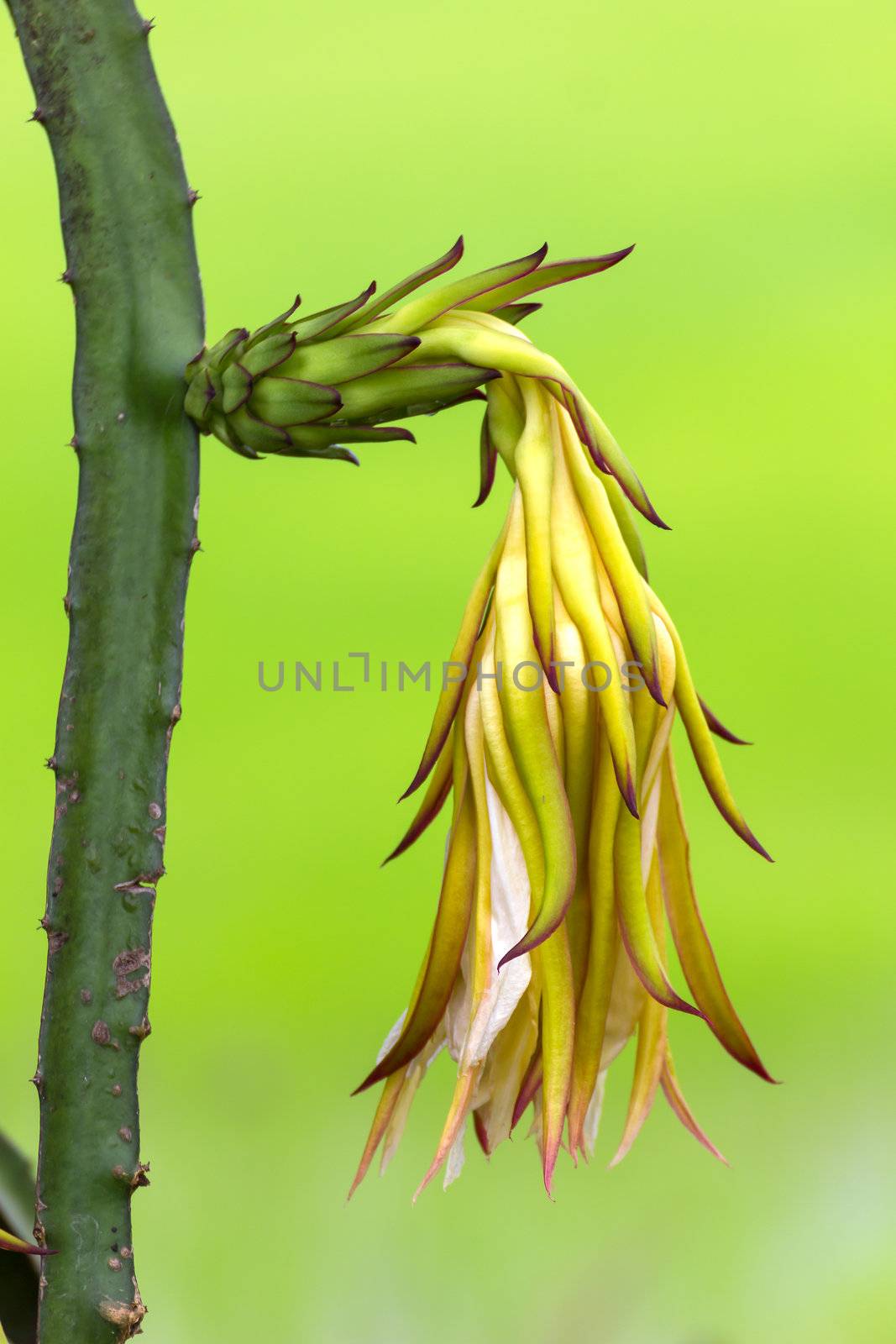 Dragon fruit flower by stoonn