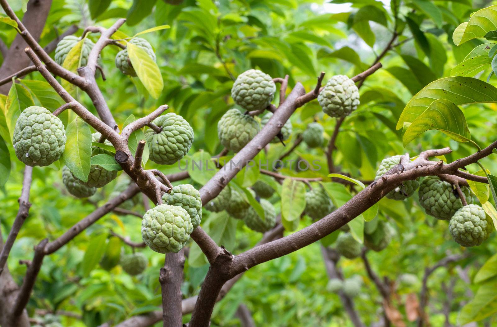 Custard apple growing on tree in nature