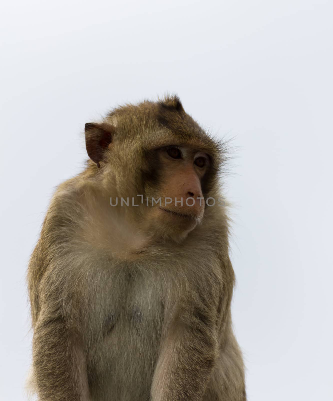 Close up portrate of a monkey at Lopburi ,Thailand