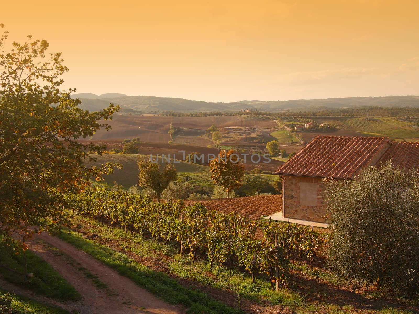 An autumn landscape with a vineyard and hills in the late fall sunlight in the Orcia Valley near Pienza in Tuscany, Italy.