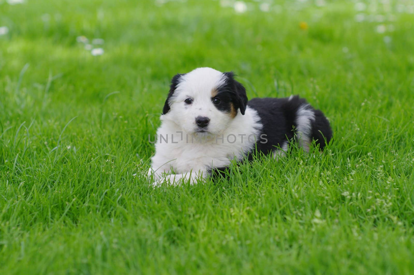 cute puppies in the meadow in spring time