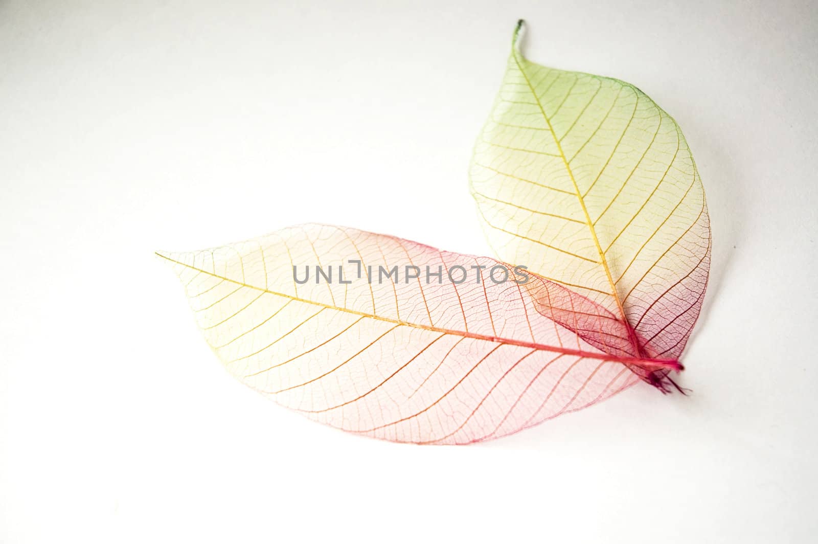 colorful dried leaves on white background