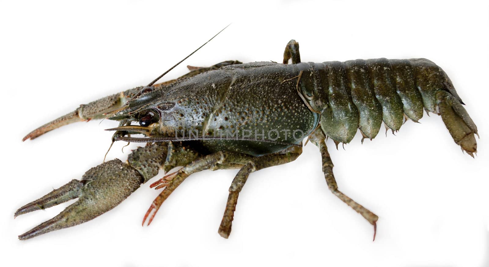   aquatic inhabitants of fresh water crayfish, on a white background