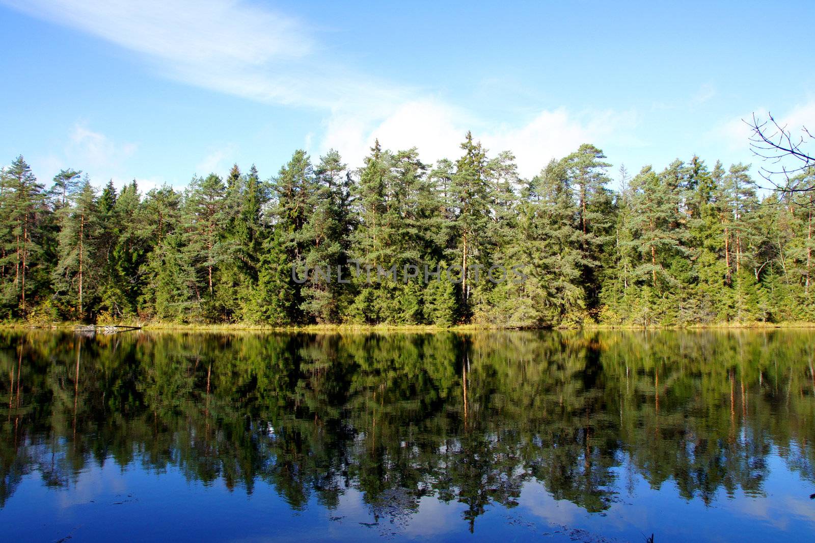 Lake and trees on a background of the blue sky