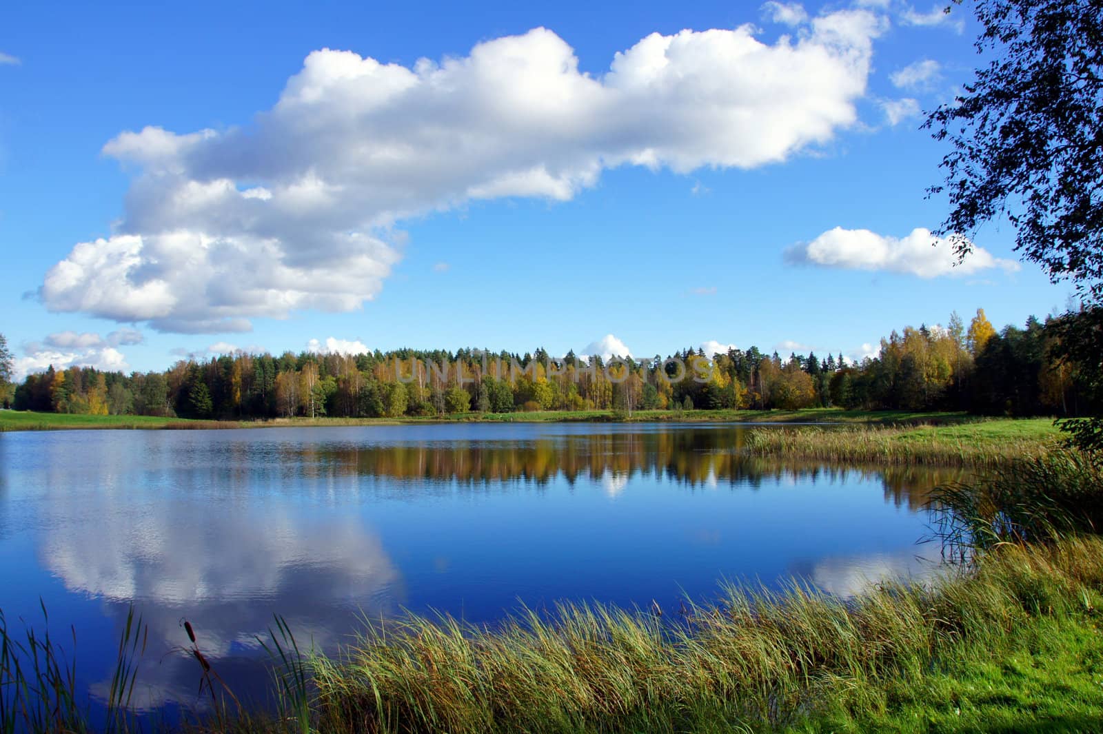 Lake and plants on a background of the blue sky