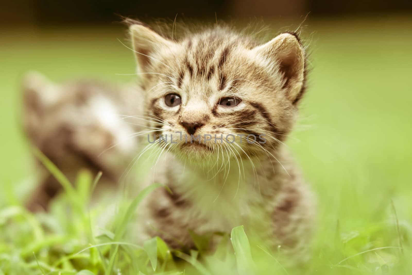 Adorable little kittens a great pet to adopt and own by digidreamgrafix