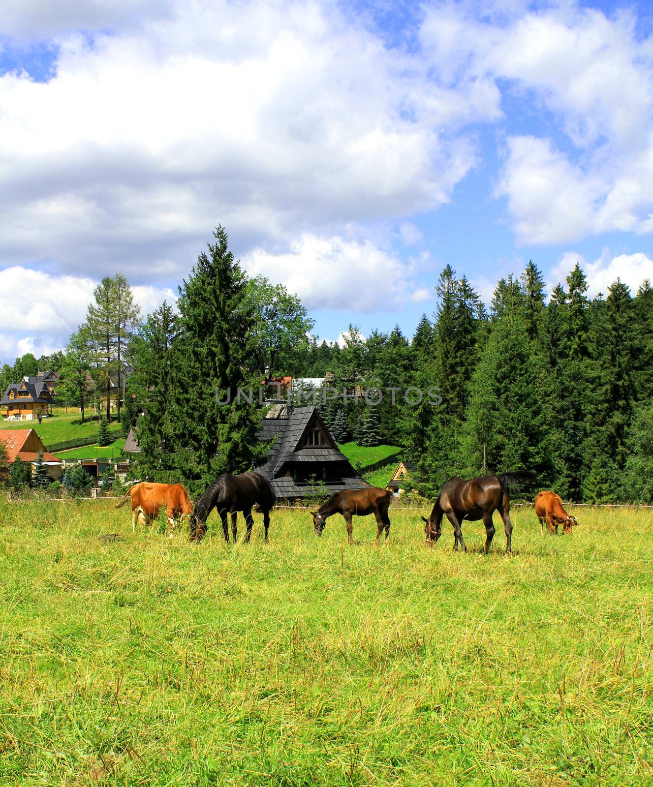 Herd of horses and cow grazing on an autumn meadow