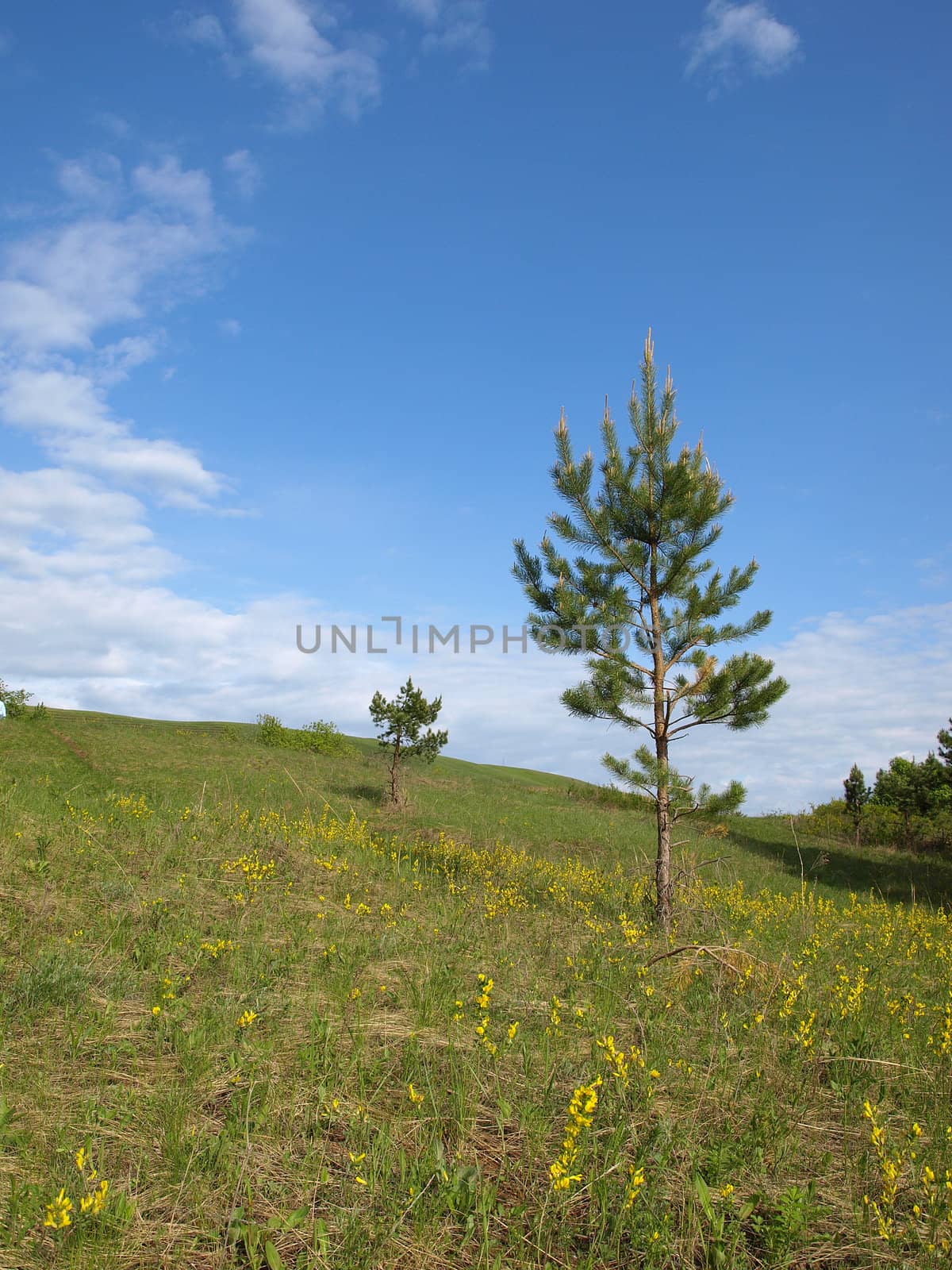 Summer landscape with pine by sergpet