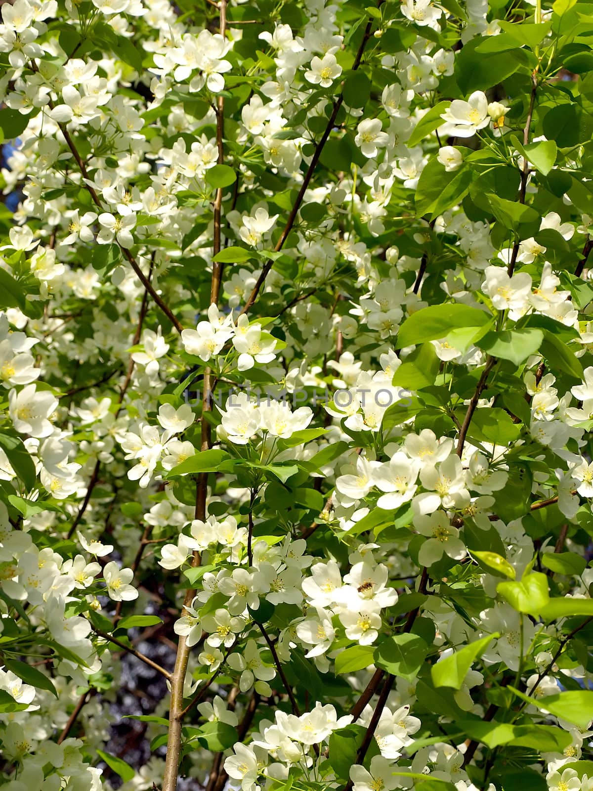Blossom flowers of apple-tree by sergpet