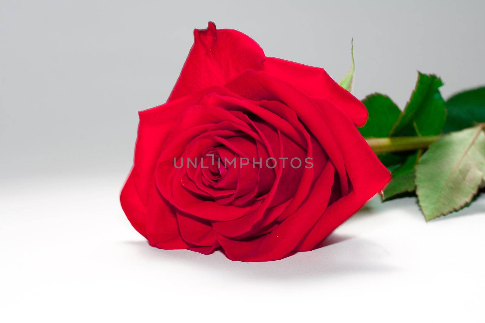 Red rose lies on the background