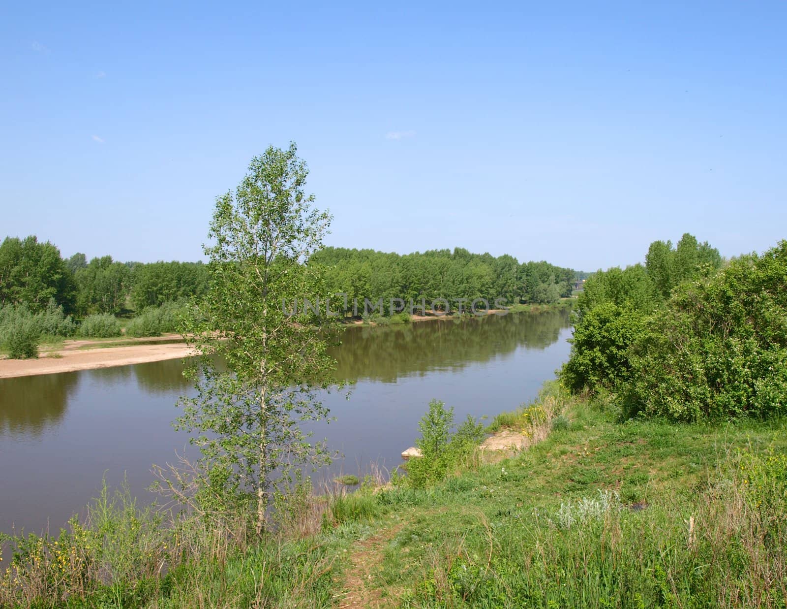 Summer landscape with river and poplar