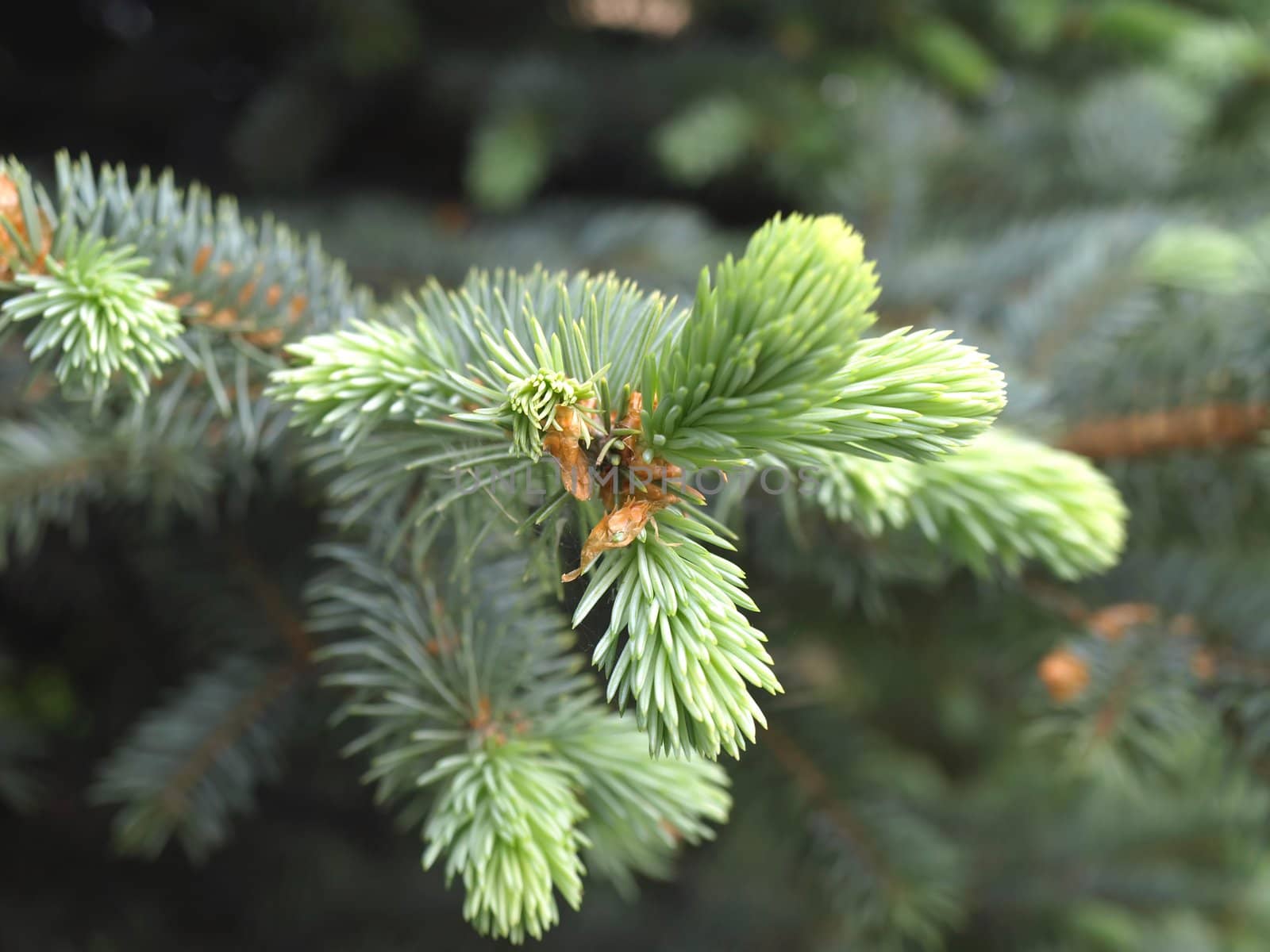 Twig of the fir