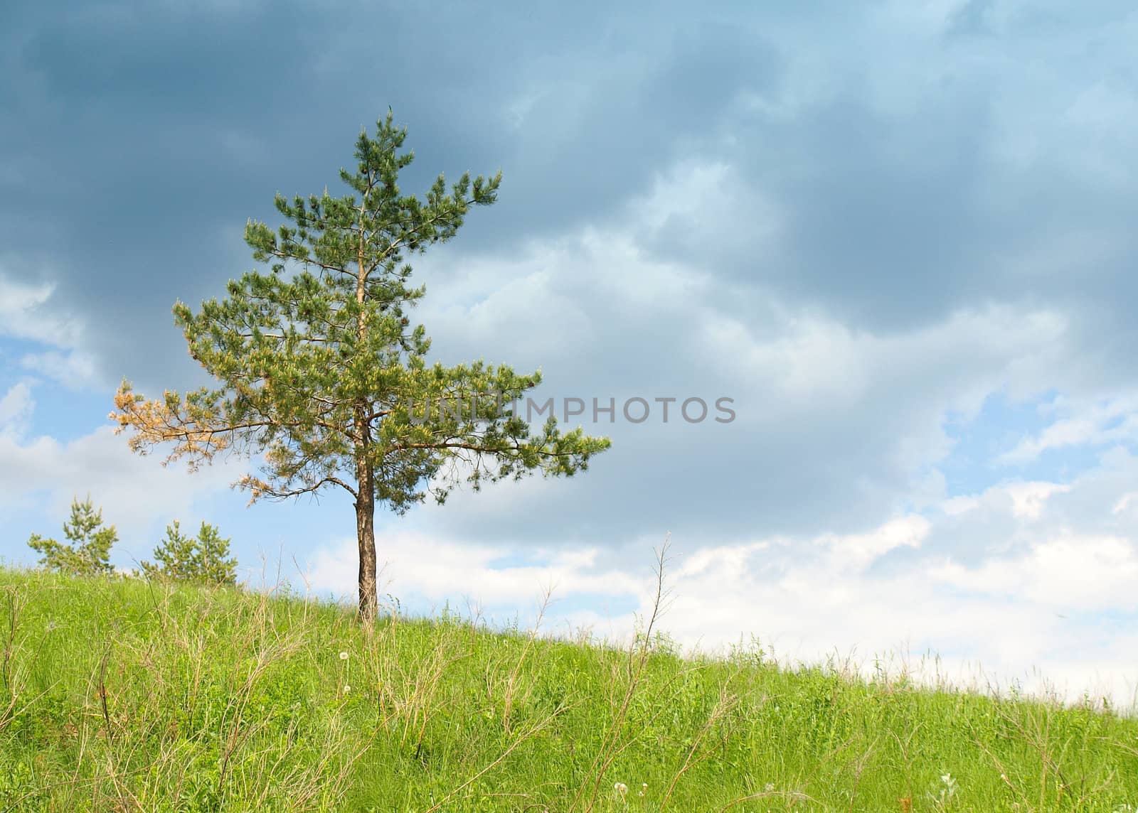 Pine under clouds before storm