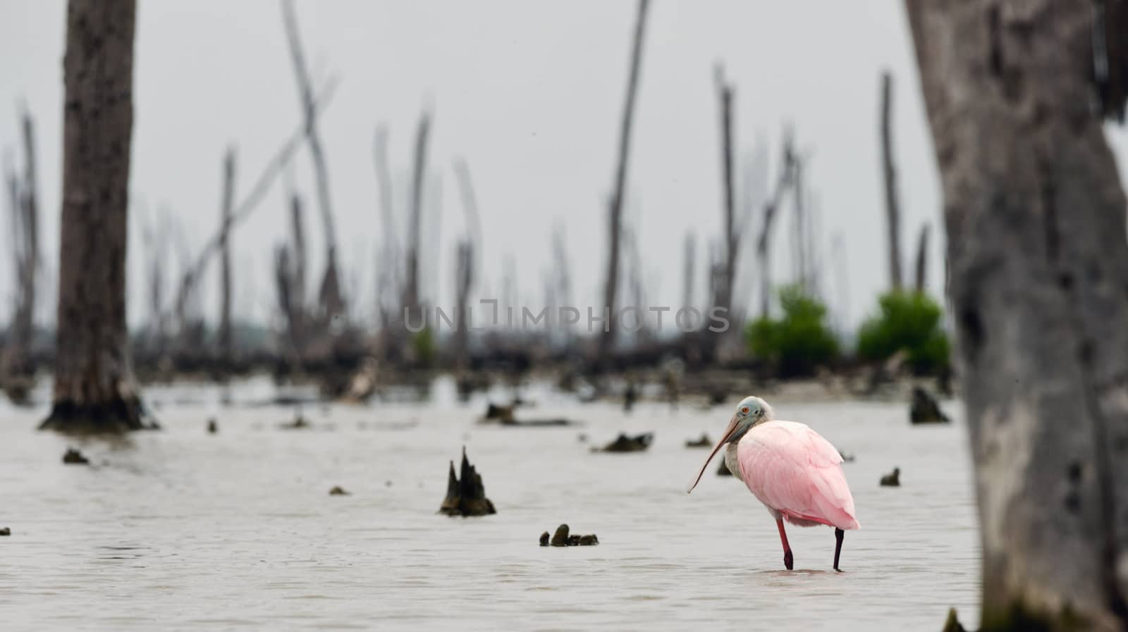 The Roseate Spoonbils by SURZ