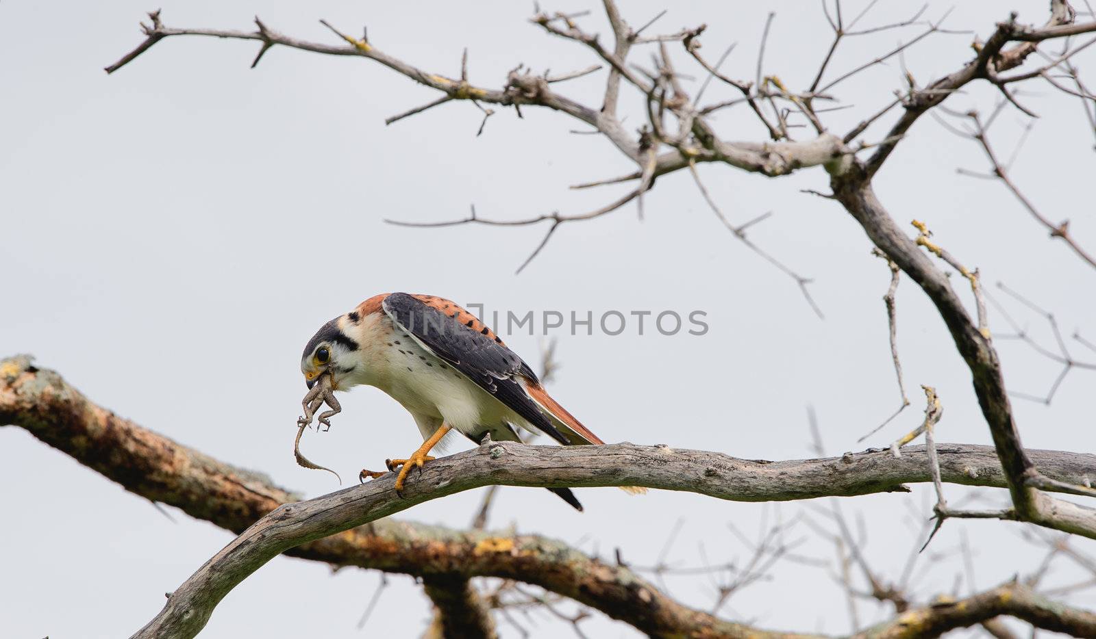 The young falcon sits on a branch and eats a lizard by SURZ