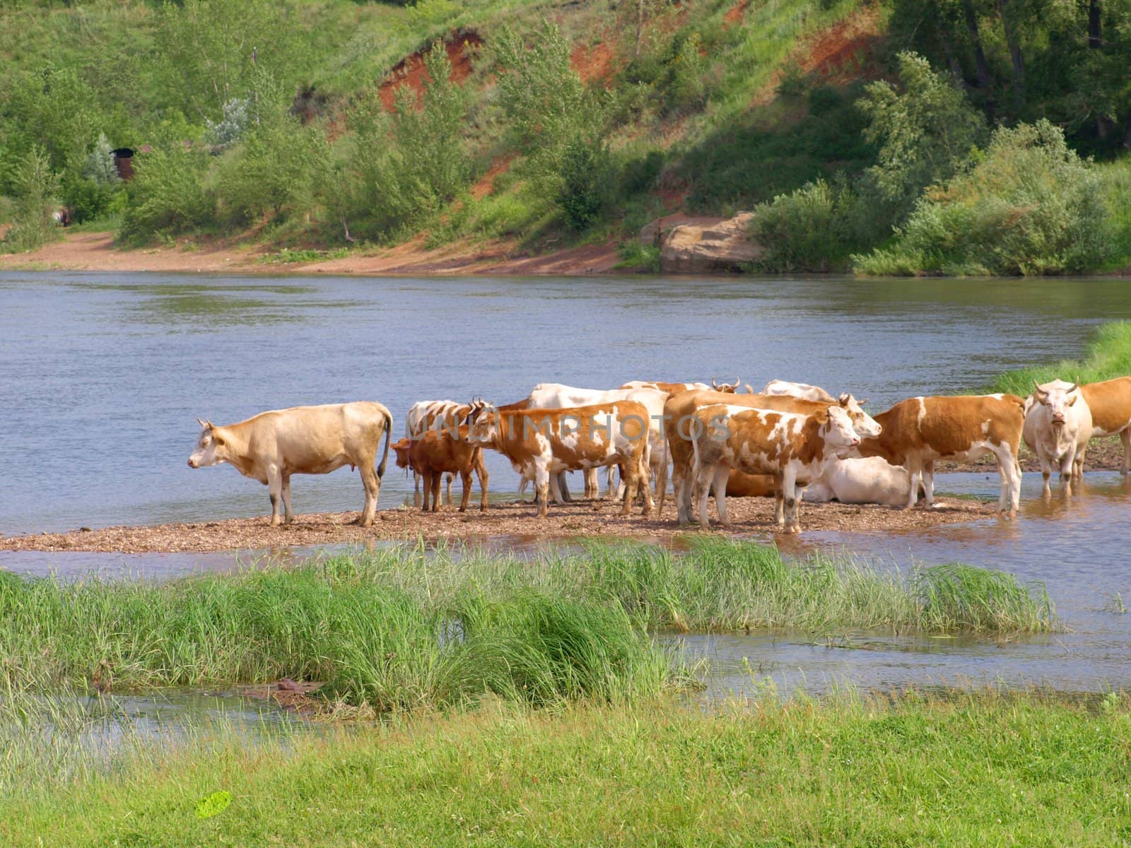 Cows near river