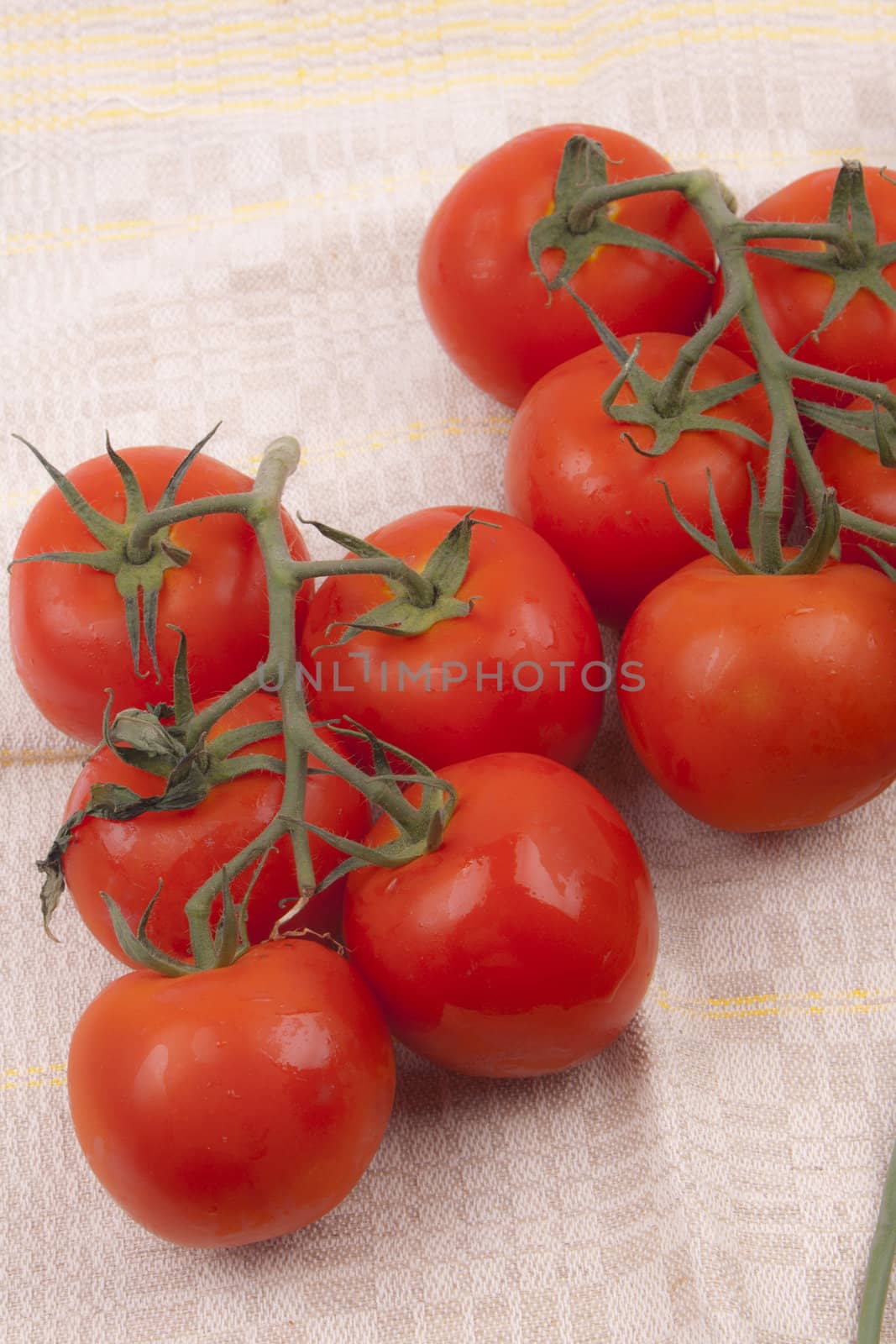 Red tomatoes on a branch on a white background