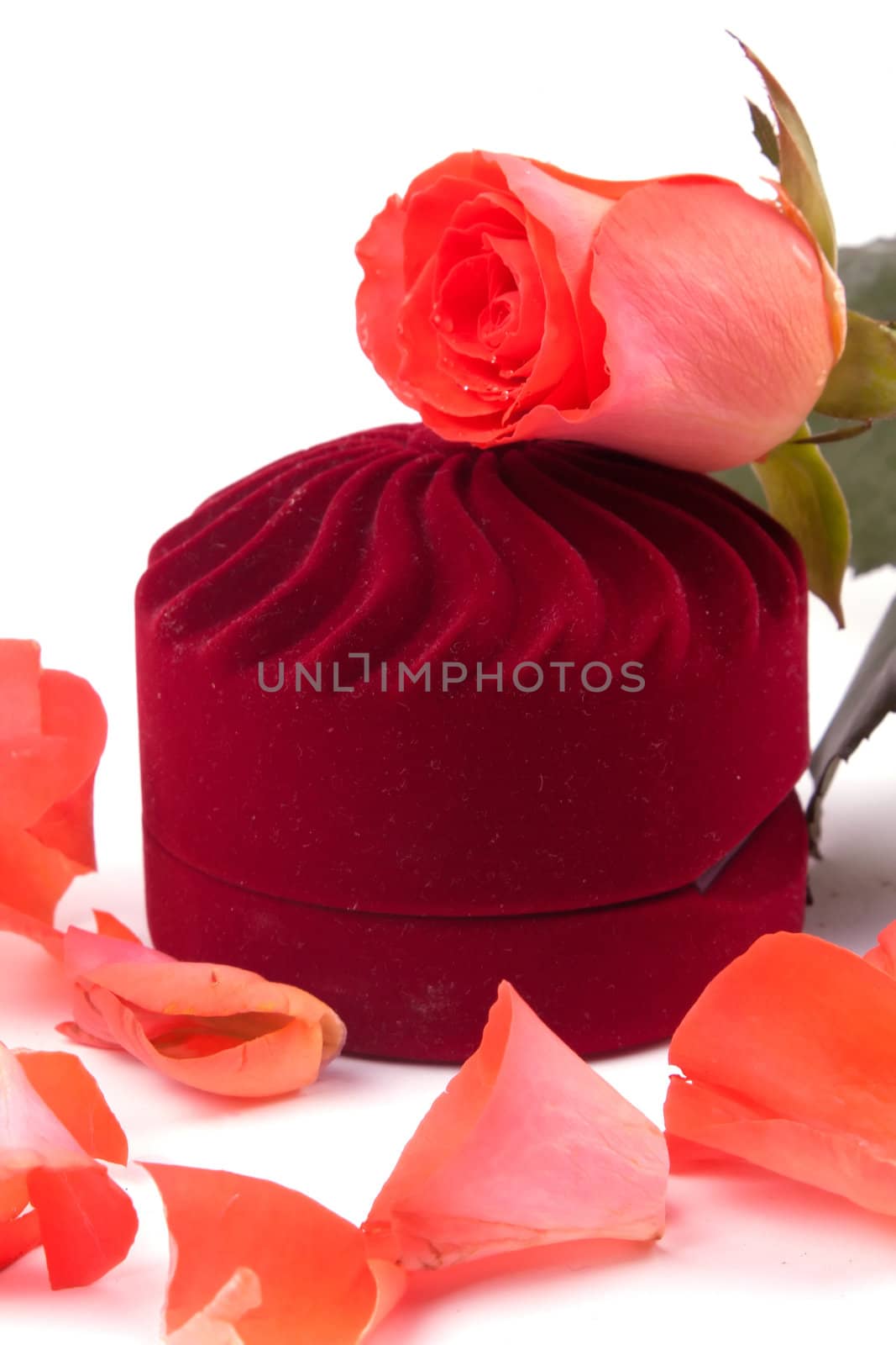 Closed box and lying next to rose petals on white background