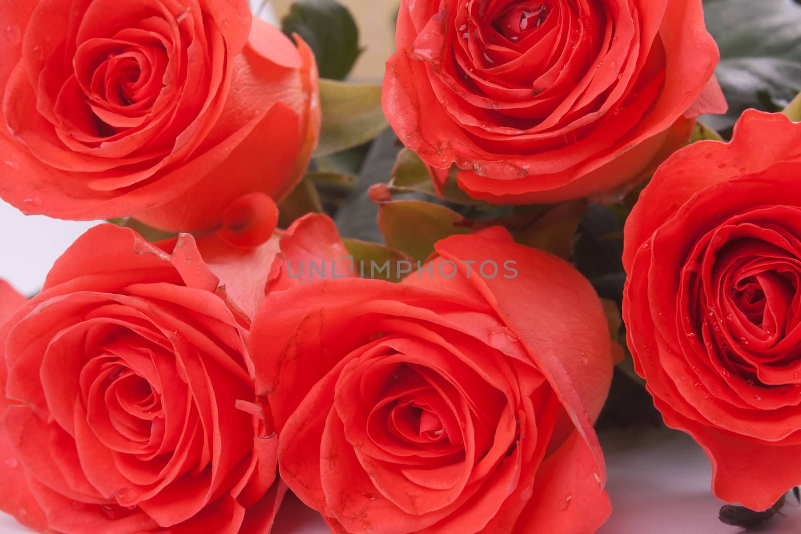 Bouquet of red roses on a light background