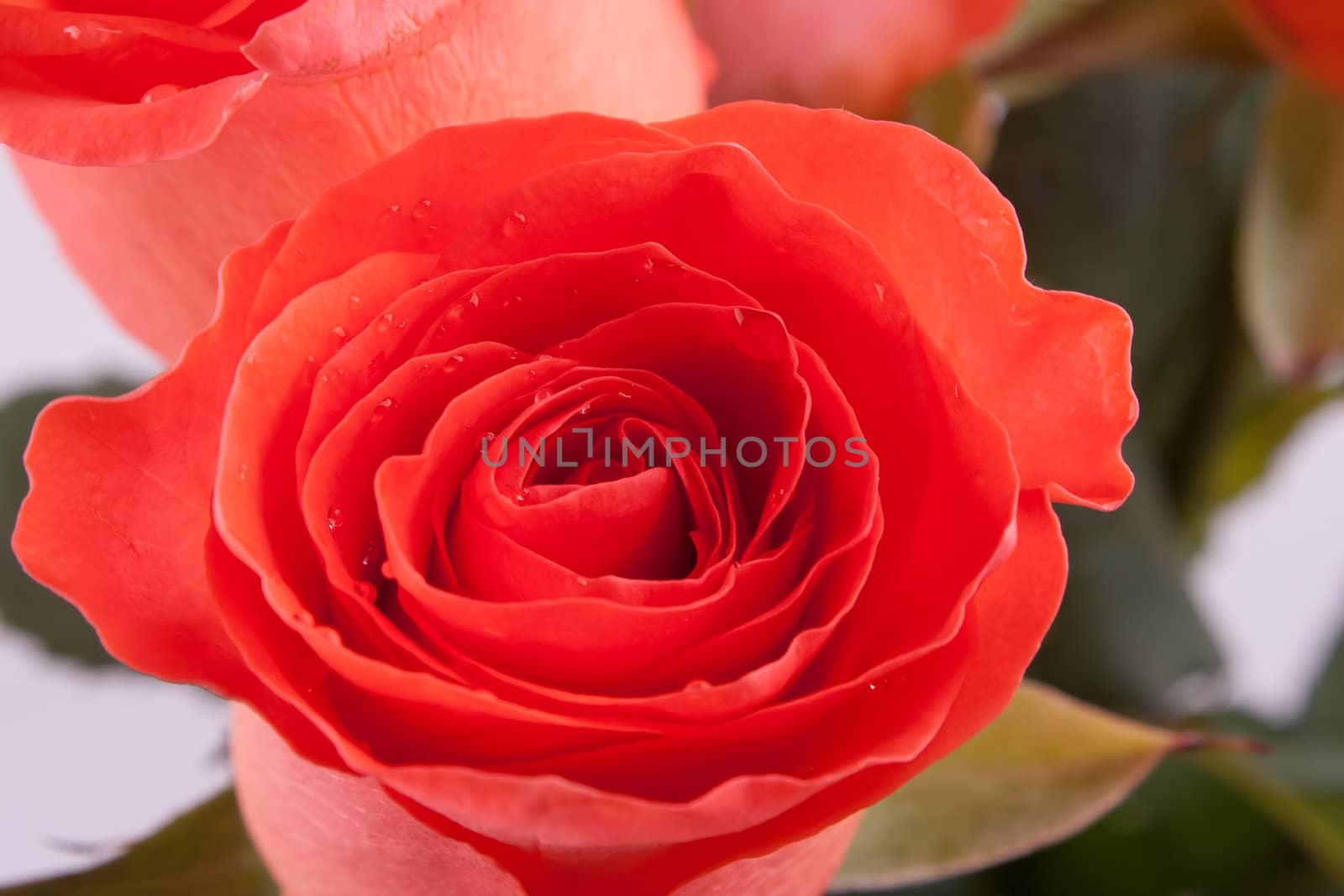 Bouquet of red roses on a light background