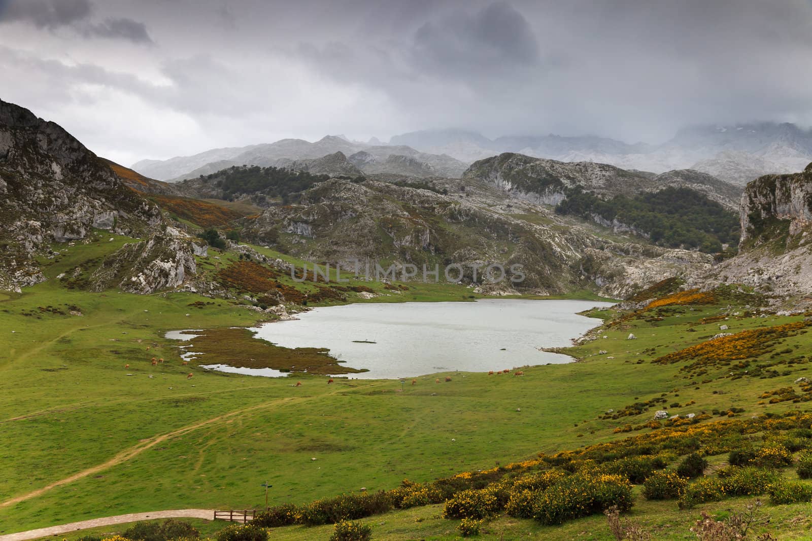 Fantastic lake Ercina, one of the famous lakes of Covadonga, Asturias ,  Spain