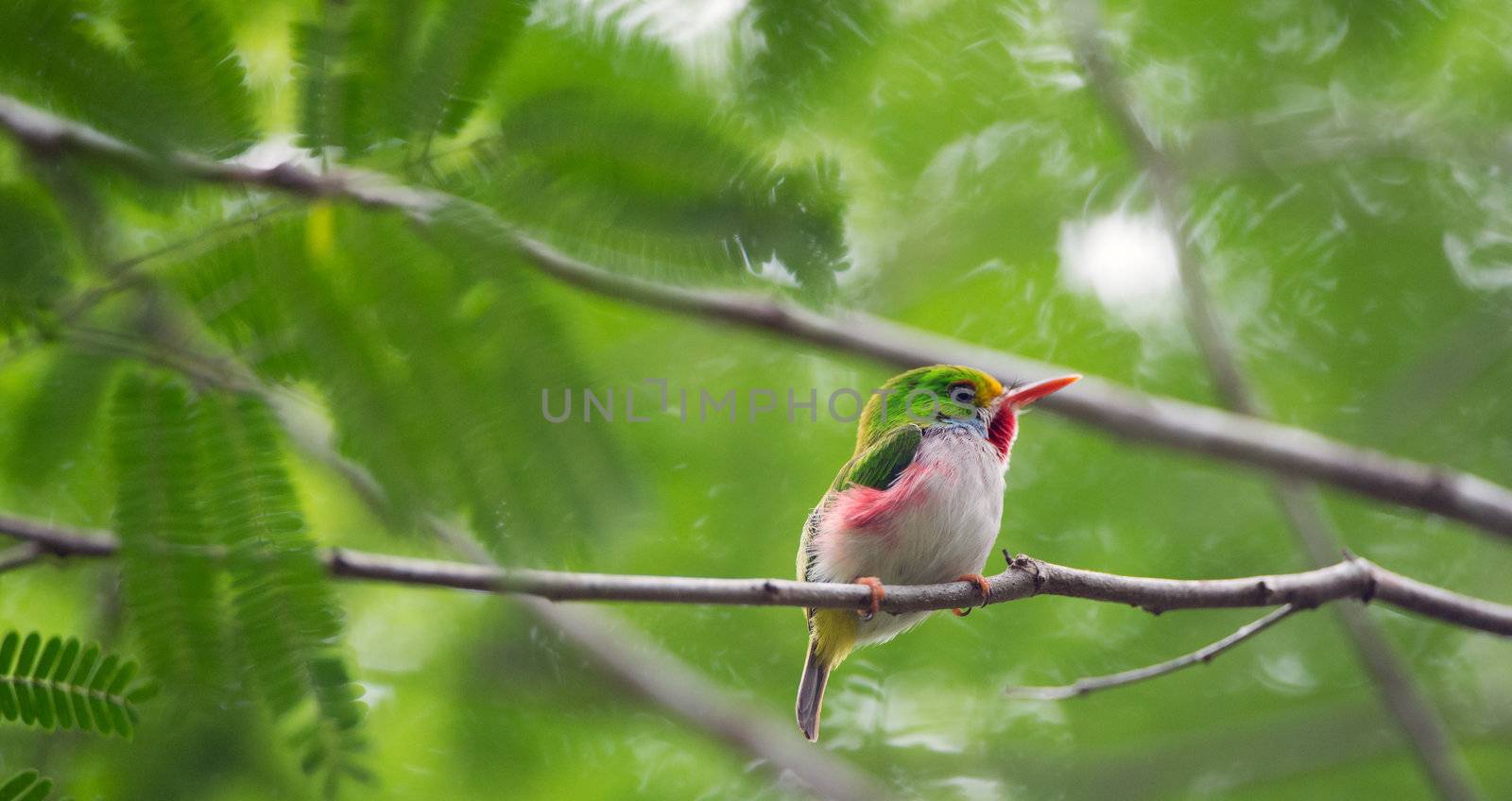 Todus multicolorCUBAN TODY (Todus multicolor) endemic species by SURZ