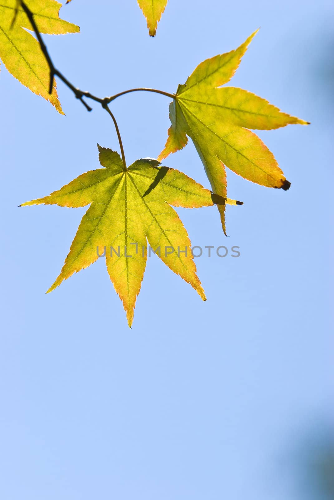 The maple leaves on the branch