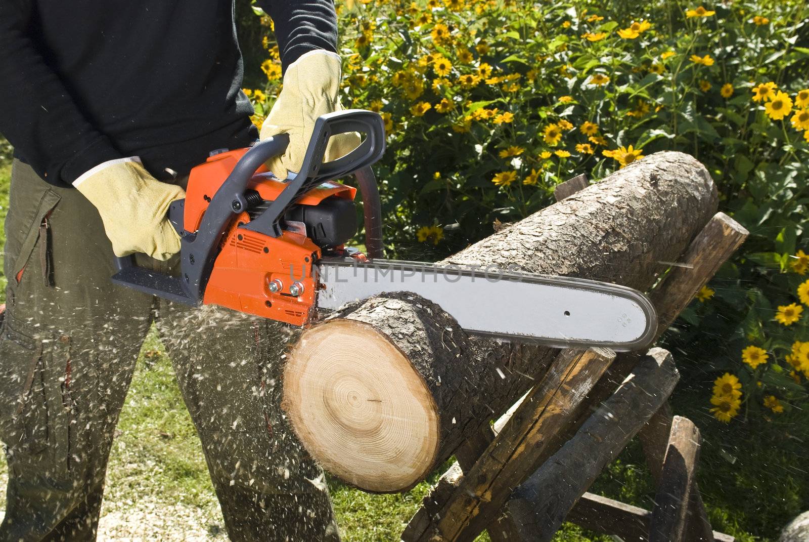 The chainsaw cutting the log of wood