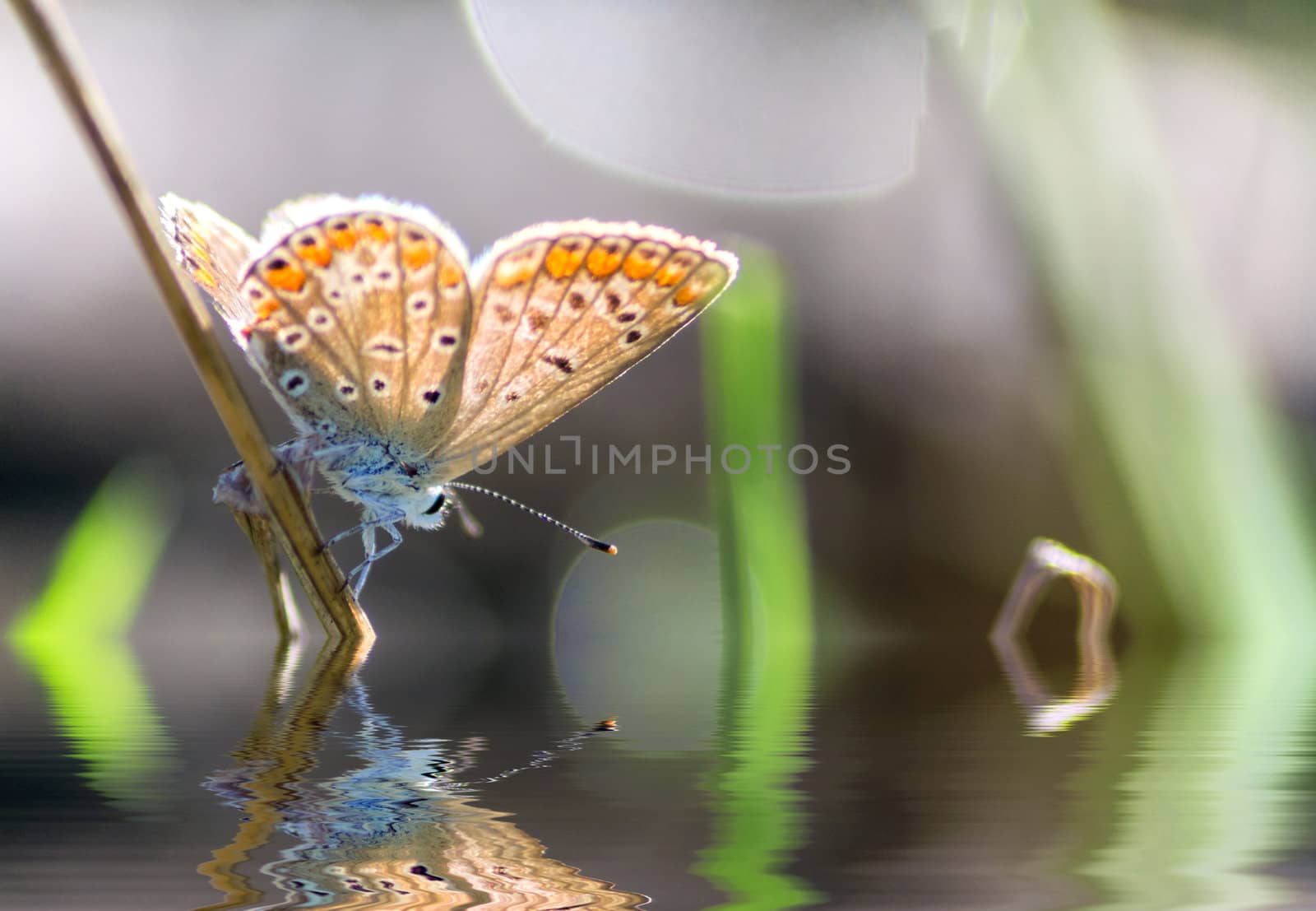 butterflay reflected in the pond