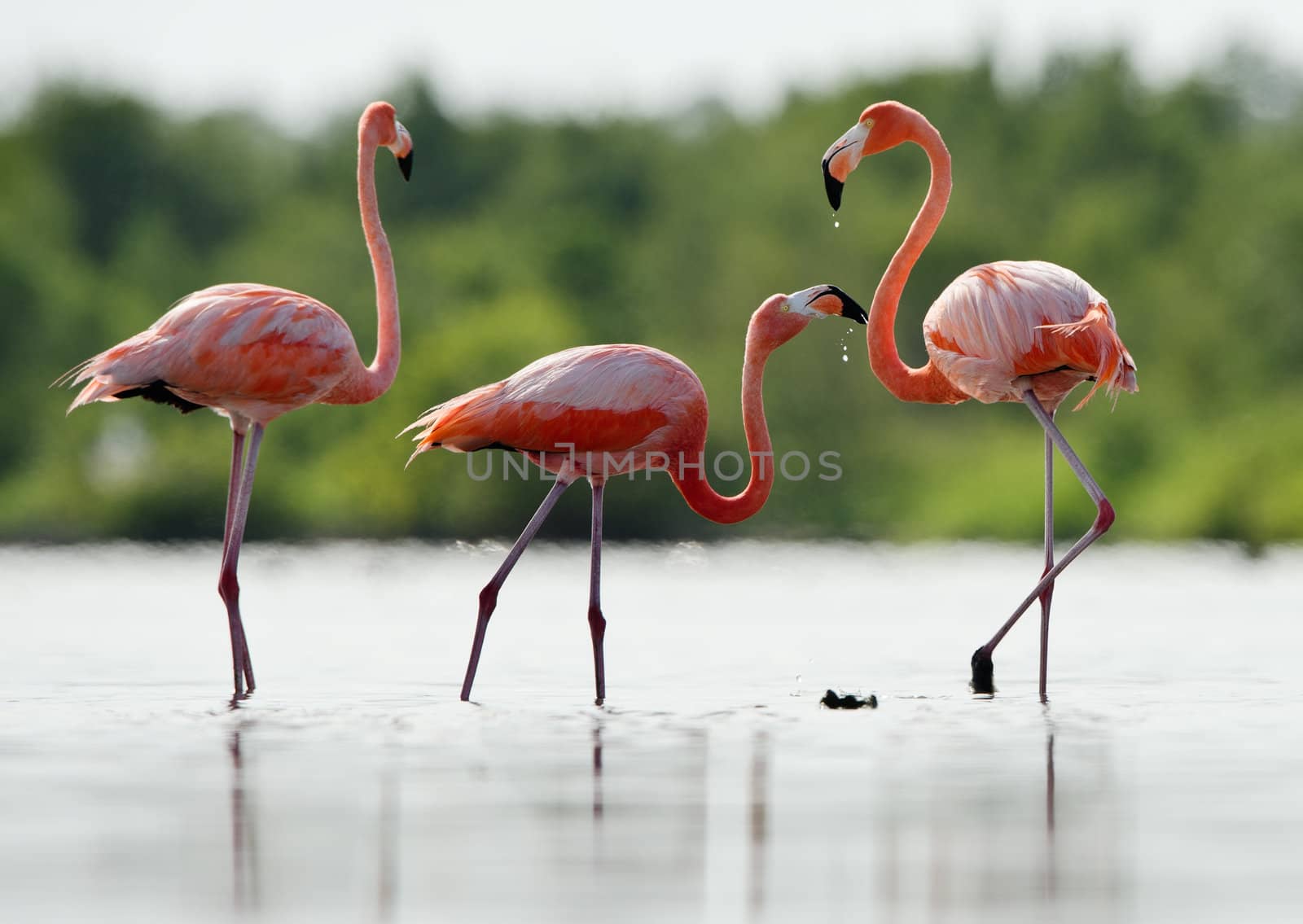 The pink Caribbean flamingo ( Phoenicopterus ruber ruber ) goes on water. Pink flamingo goes on a swamp.