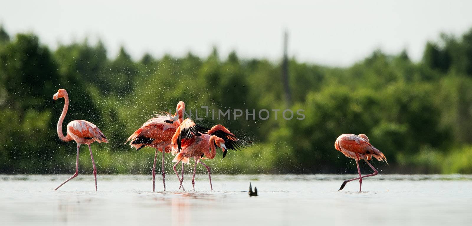 Caribean Flamingo bathing by SURZ