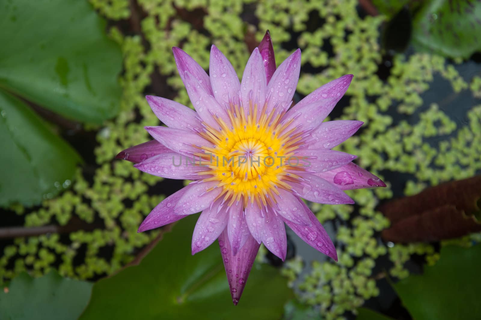 lotus - water lily flower blossom in water