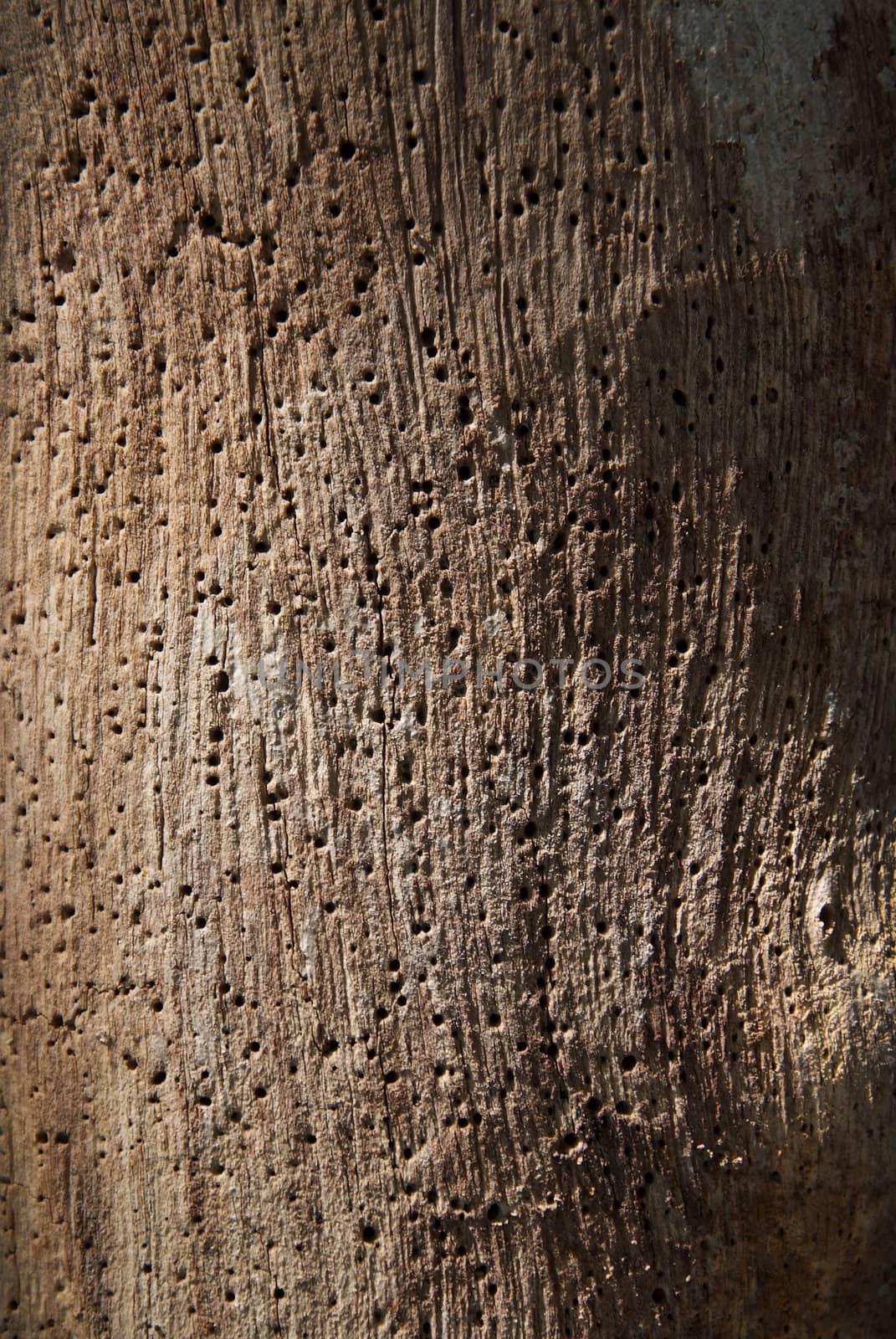 The rough surface of the old bark.
