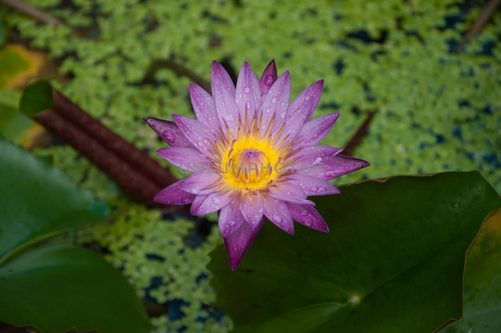 lotus - water lily flower blossom in water