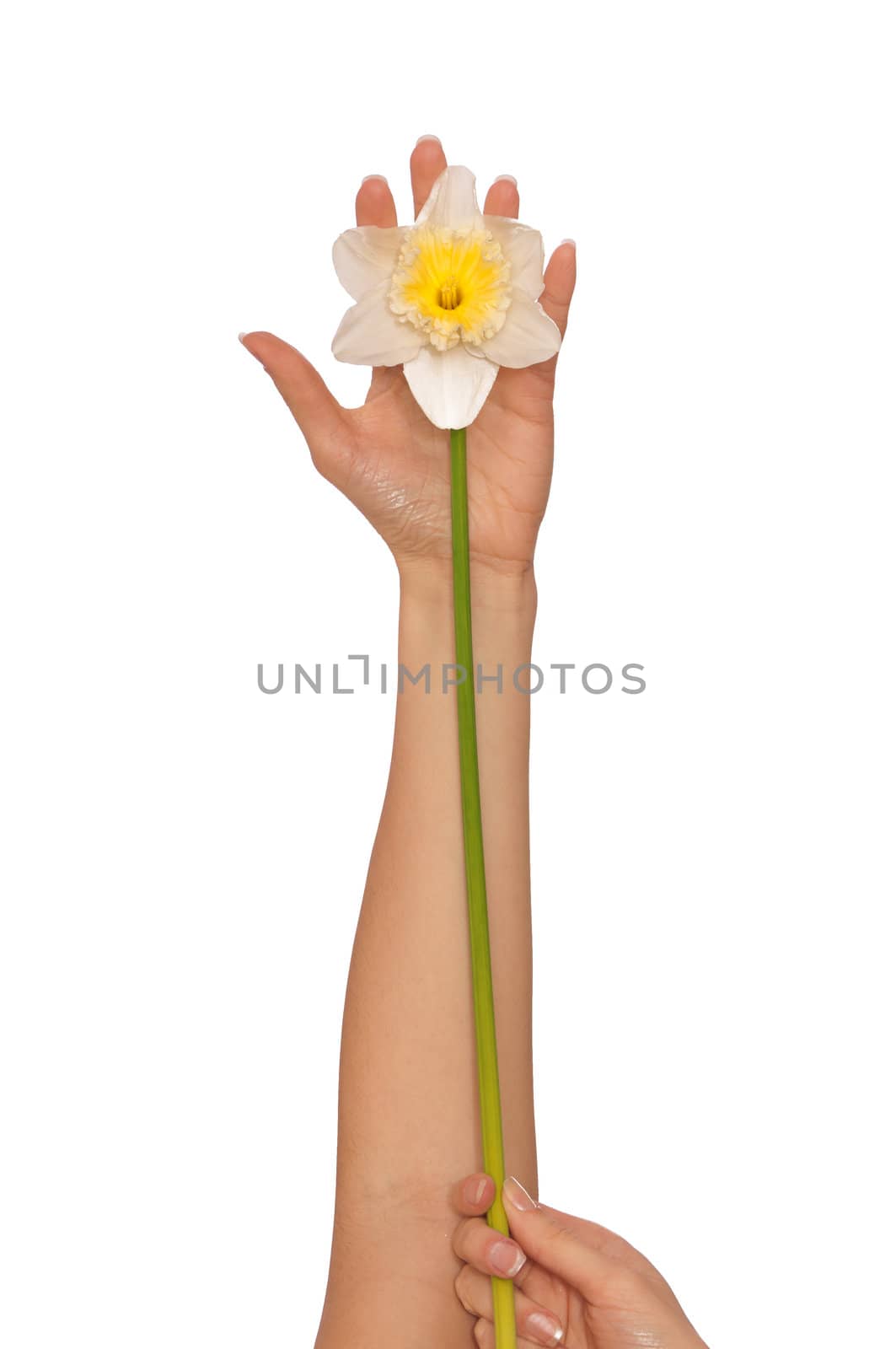 woman holding white narcissus in the hand