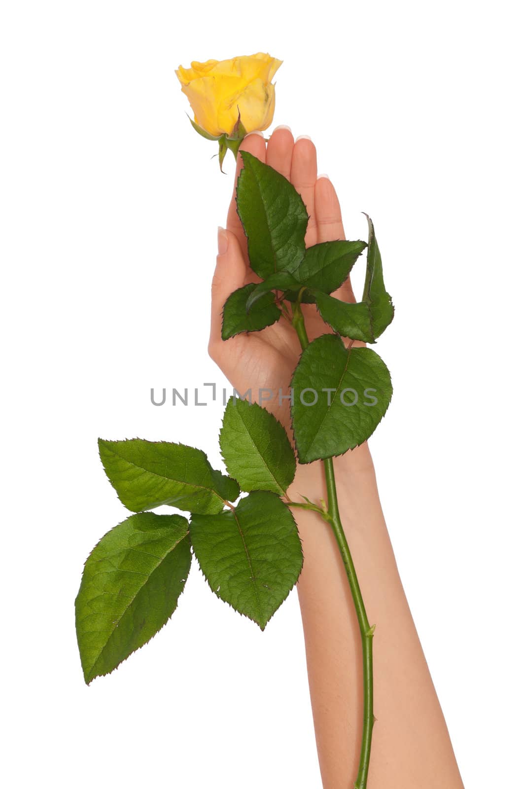 woman holding yellow rose in the hands as a gift
