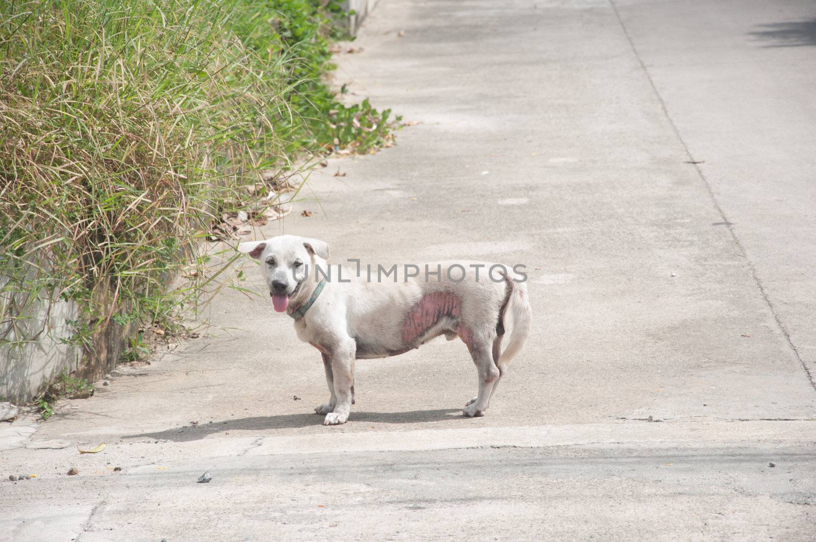 poor white domestic dog on the road