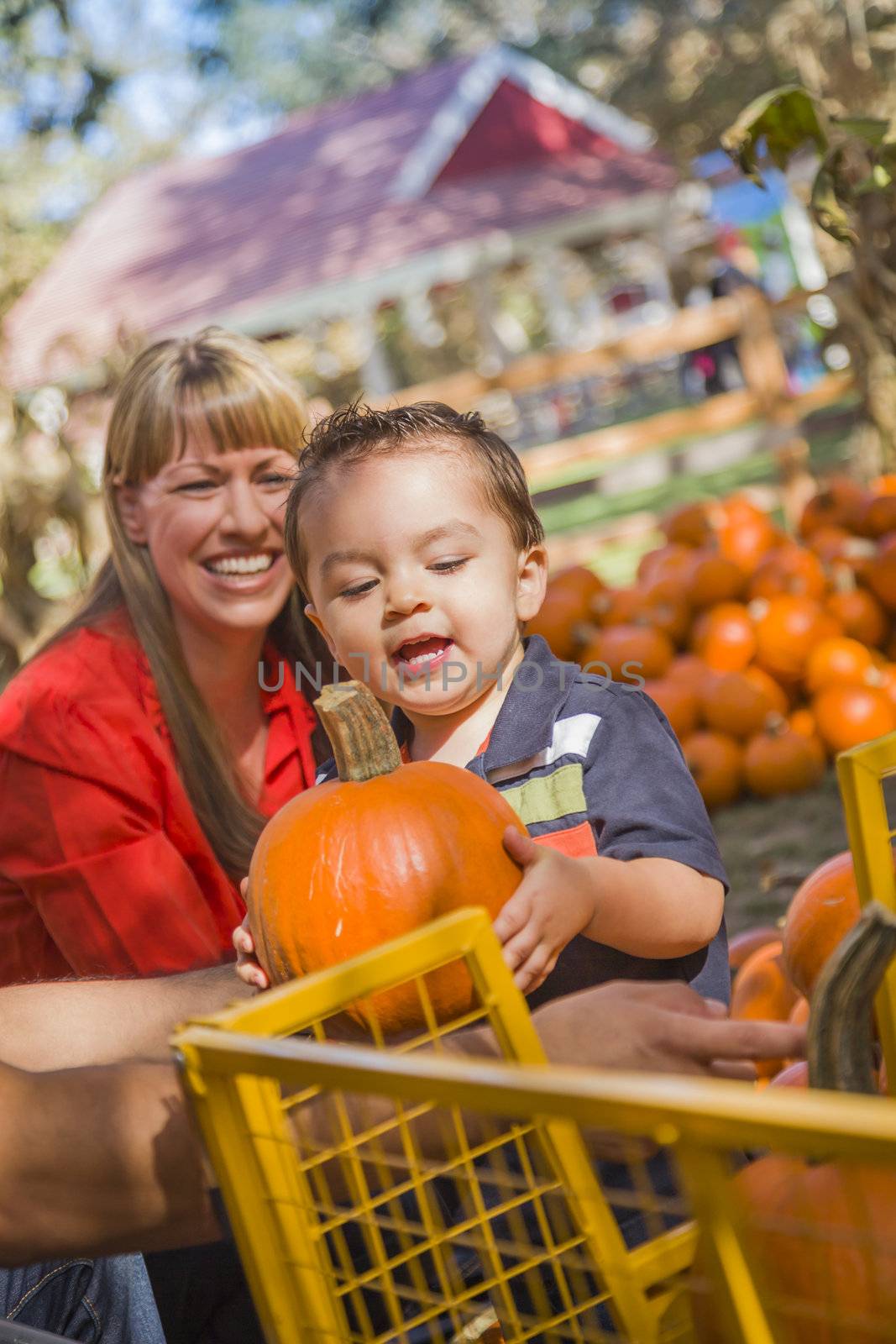 Happy Mixed Race Family Picking Pumpkins at the Pumpkin Patch.