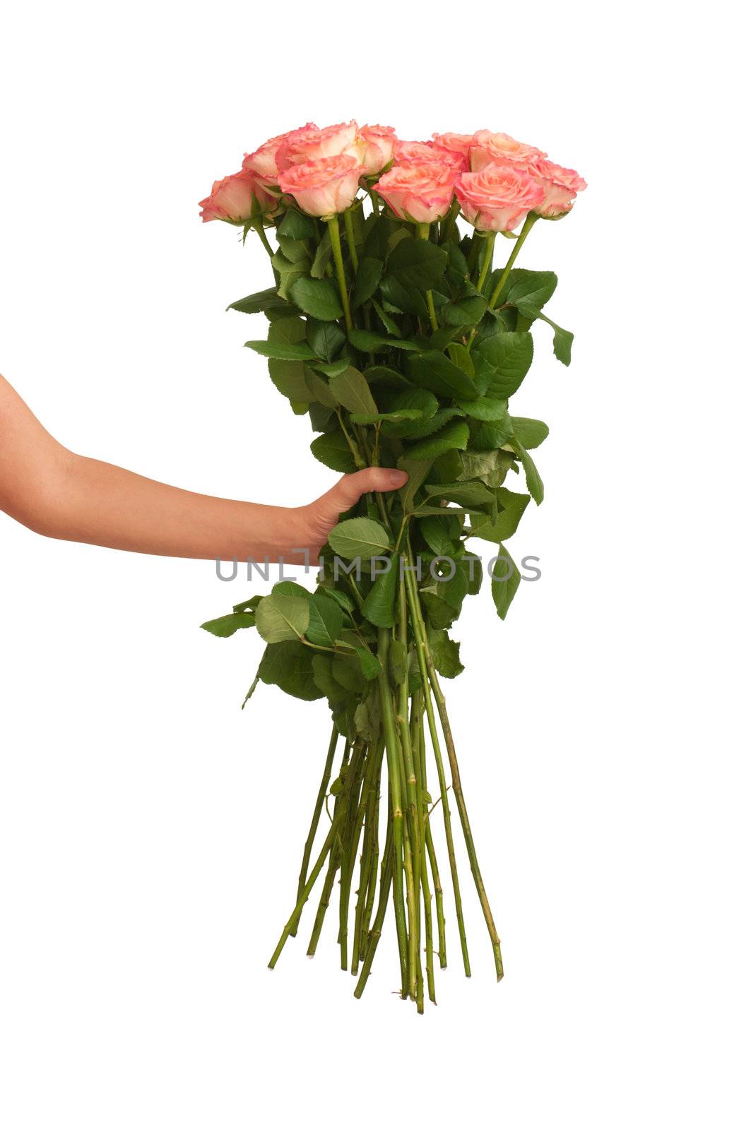 woman holding big fragrant bouquet of pink roses in the hands as a gift