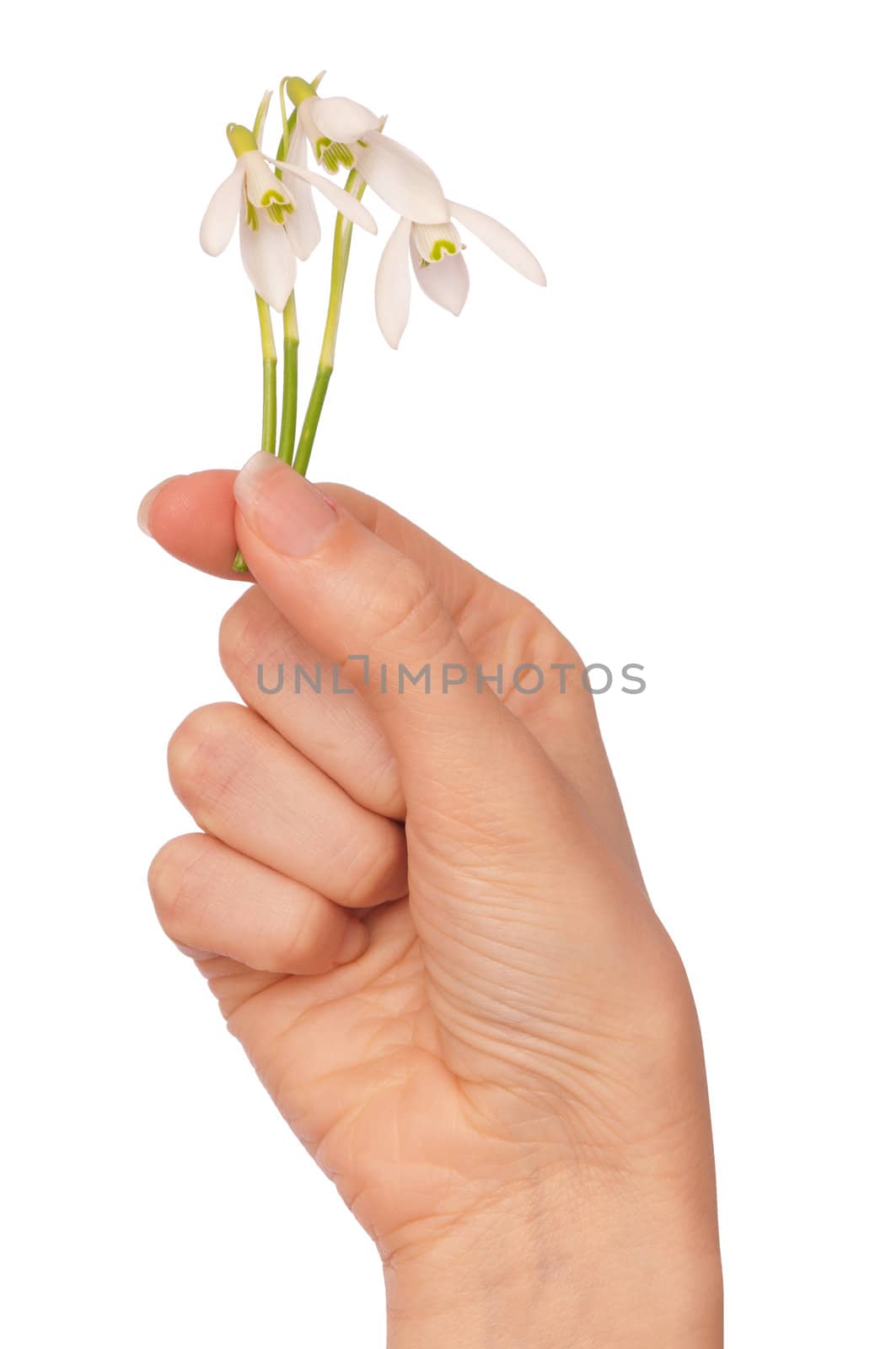 woman holding snowdrops as a symbol of spring